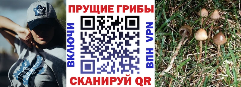 Купить где  Кувандык  Галлюциногенные грибы Psilocybe 